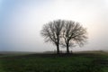 Two large bare trees, lonelyÃÂ in the foggy dune area of Berkheide in Wassenaar. Royalty Free Stock Photo